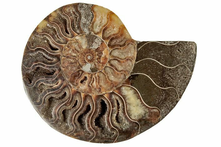 Cut & Polished Ammonite Fossil (Half) - Crystal Filled Chambers #191674